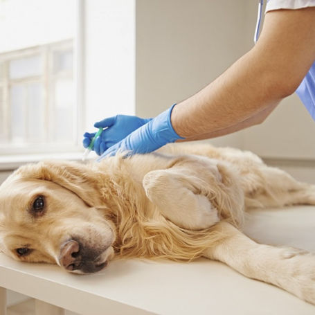 What's the Cost for Euthanizing a Dog or Cat?