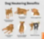 Does Neutering Affect a Dog’s Behavior