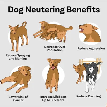 Does Neutering Affect a Dog’s Behavior?