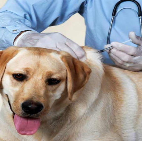 Bordetella Vaccine for Dogs