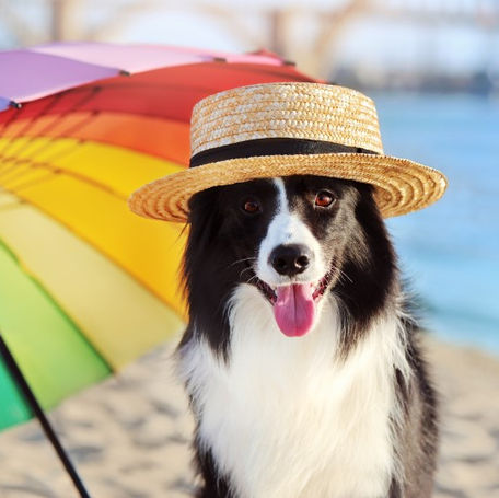 10 Summer Dog Walking Tips