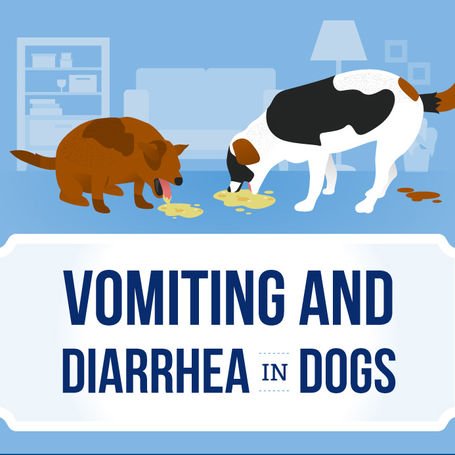 Vomiting and Diarrhea in Puppies