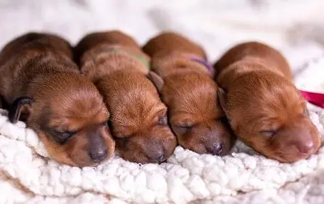 Post-Cesarean Section Neonatal Care: Ensuring the Health and Safety of Newborn Puppies