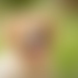 Enhancing Breeding Success in Golden Retrievers: A Guide to Artificial Insemination and Progesterone Testing