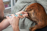 Canine artificial insemination