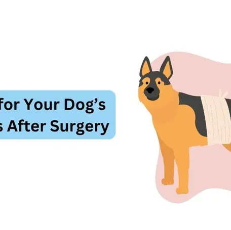 How to Check Your Pet’s Stitches After Surgery