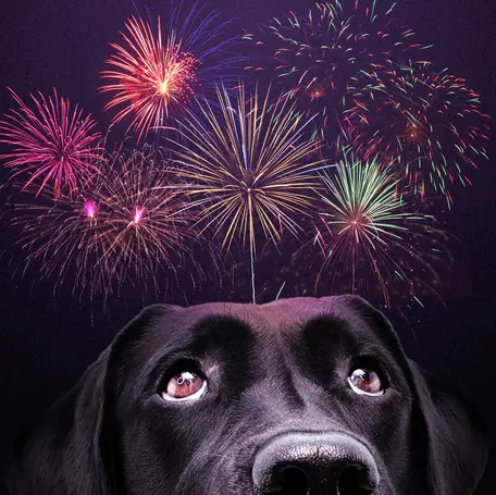 9 Tips for Helping a Dog That's Scared of Fireworks