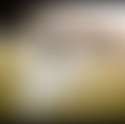 Progesterone Testing for First-Time Breeders: A Veterinary Perspective