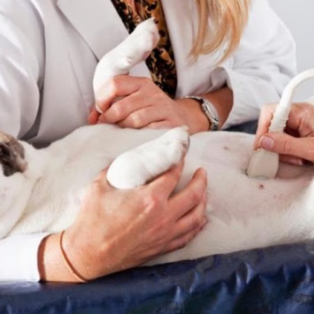 Mastering Canine Reproductive Sonography: A Step-by-Step Training Program