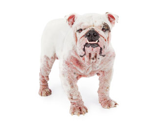 Allergies in Dogs