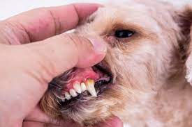 Periodontal Disease in Dogs and Cats