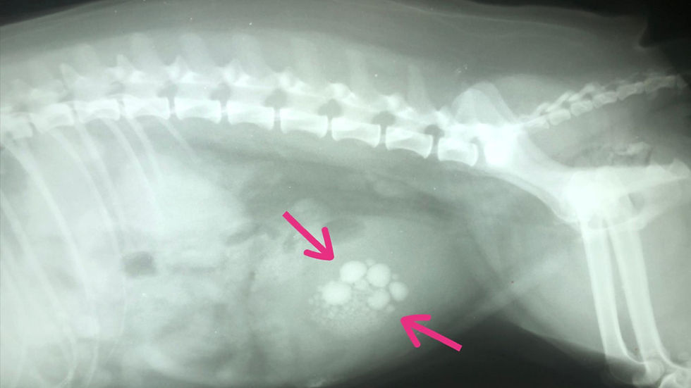 Bladder Stones in Dogs