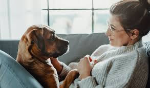 Hormone Levels and Canine Behavior