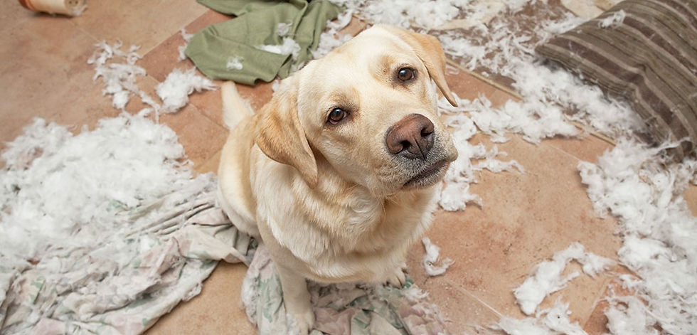 Separation Anxiety in Dogs and Cats
