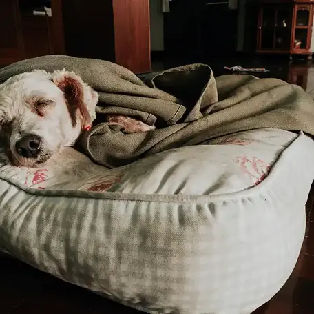 Is Your Dog Keeping You Awake at Night?