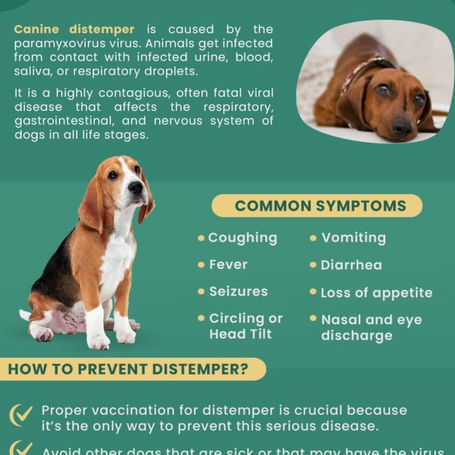 What is canine distemper?