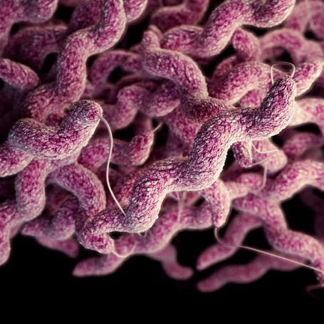 Campylobacteriosis: Campylobacter in Dogs and Cats