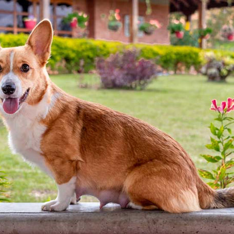 When to Breed a Dog: A Comprehensive Guide