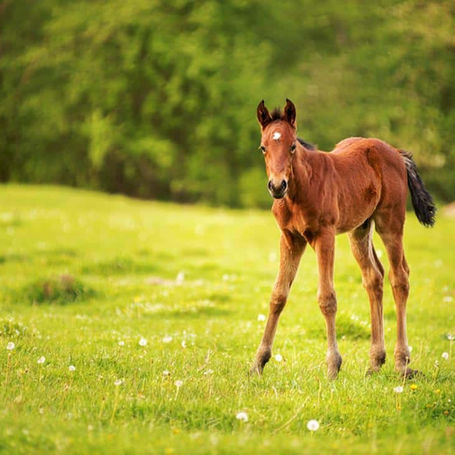 The Benefits of Colostrum and Probiotics for Foals