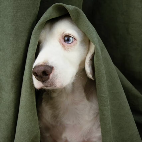 Signs of Anxiety in Dogs and Puppies: A Comprehensive Guide