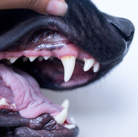 Does Your Dog Have Healthy Gums?