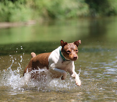 Nutrition for Breeding Dogs: A Comprehensive Guide for Veterinary Professionals