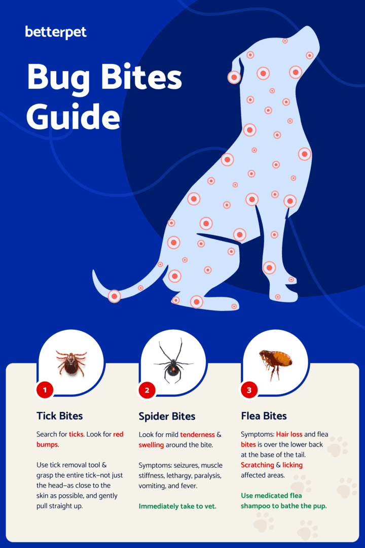 Black Fly Bite on Dogs
