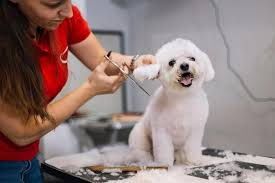 Comprehensive Blog: Dog Grooming Tools for Ear Cleaning