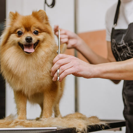 Affordable Hydraulic Grooming Tables for Small Grooming Salons: A Comprehensive Guide