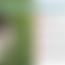 Leash Reactivity in Puppies: Training Your Puppy to Be Calm on a Leash