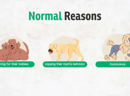 Why Do Dogs Eat Poop?