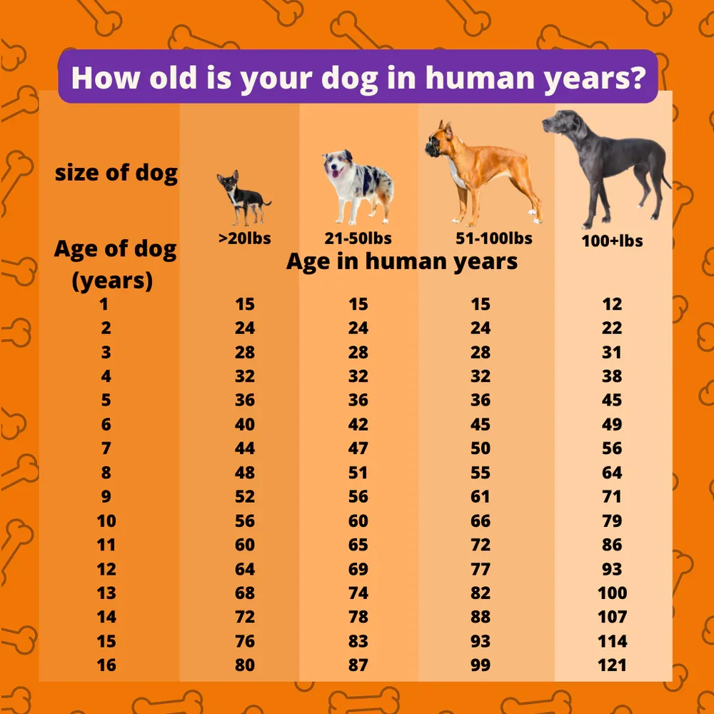 Understanding Dog Years Converting Your Dog s Age To Human Years understanding-dog-years-converting-your-dog-s-age-to-human-years