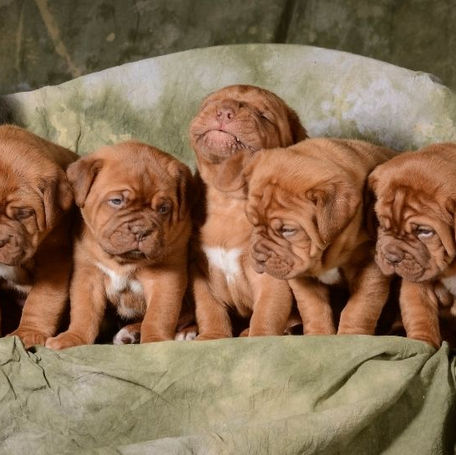 The Role of Technology in Reproduction Accuracy