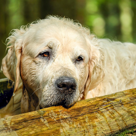 6 Ways to Help Your Old Dog Feel Young