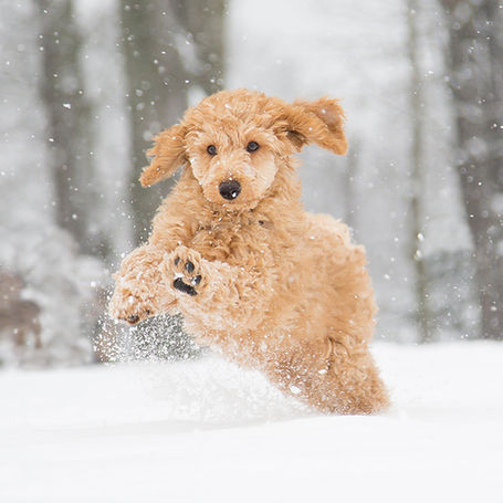 Cold Weather Pet Safety: Cats and Dogs in Winter