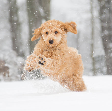 Cold Weather Pet Safety: Cats and Dogs in Winter