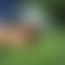 Bowed Legs in Puppies: Causes and Solutions