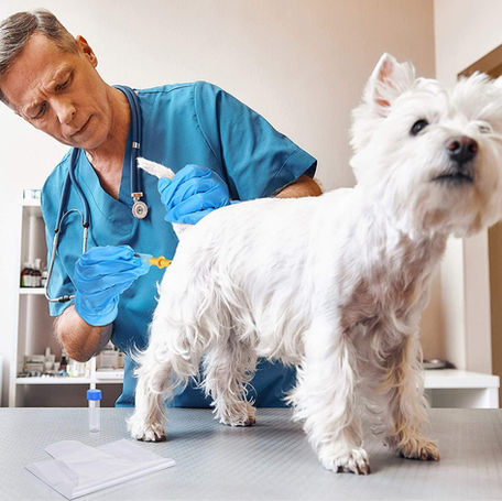 Best AI Practices for Rare Breeds: A Veterinary Perspective