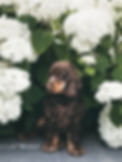 _Are_Hydrangeas_Poisonous_to_Dogs