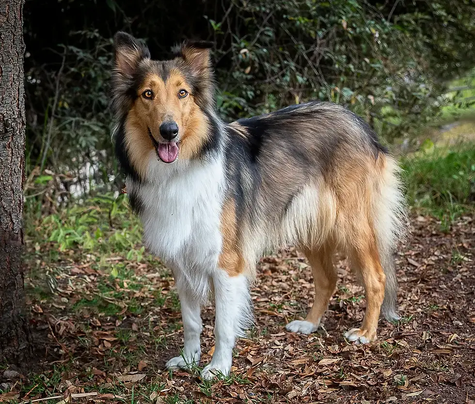 How to Manage a Dog's Reproductive Health