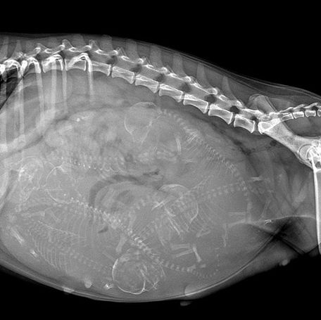 Understanding the Importance of X-rays for Puppy Counts