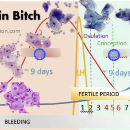 Progesterone Testing & Vaginal Cytology