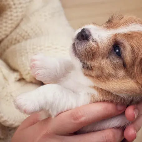5 Tips for Surviving Your First Night With a New Puppy