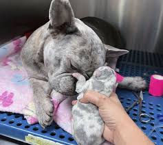 French bulldog with newborn puppy