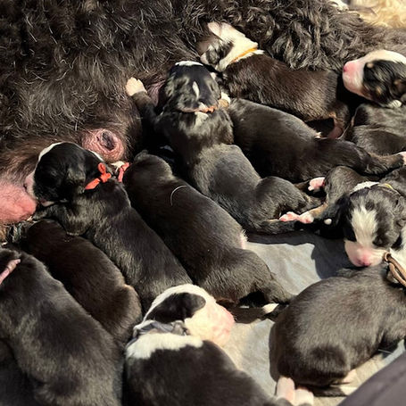 Dealing with Complications in Breeding Dogs: Expert Insights and Solutions