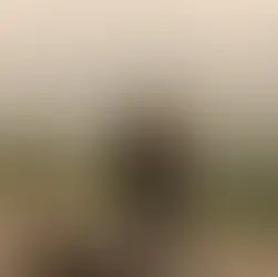 Protecting Pets from Wildfire Smoke: What You Need to Know