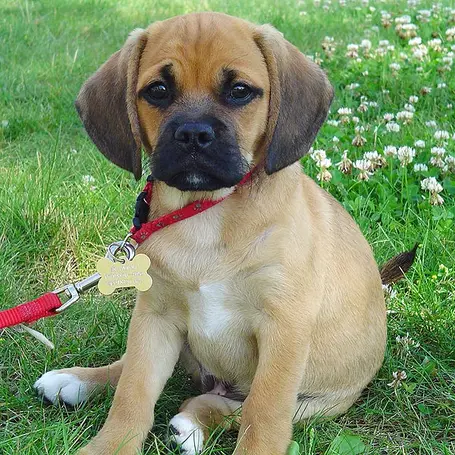 Caring for Puggles: Expert Tips for a Happy, Healthy Companion