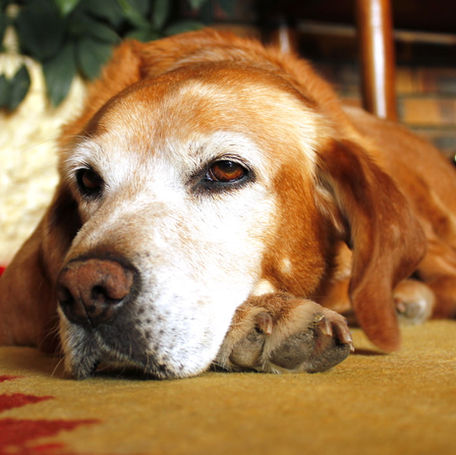 How Your Dog's Behavior Can Change with Age