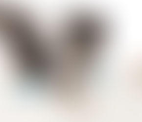 The Importance of Dog Dental Care and How Much It Costs