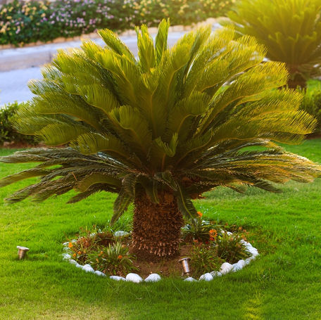 Sago Palm Poisoning in Dogs
